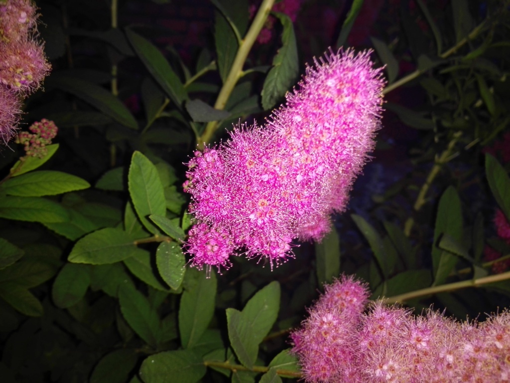 IMG_20140628_220158.jpg